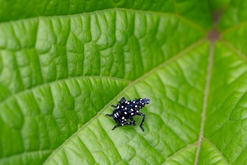 A spotted lanternfly nymph with striking white spots crawls across a bright green leaf, its bold pattern standing out against the lush natural background. © Gary Riegel
