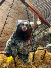 A small monkey in a petting zoo. © lilgwr