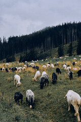 Fototapeta premium Flock of Sheep Grazing in Mountain Meadow in Zakopane, Poland