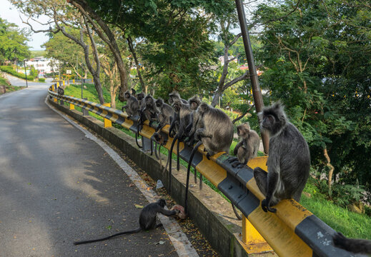 Group of Selangor Silvered Langur Monkeys Sitting on Road Guardrail in Malaysia - Wild Primates Wildlife