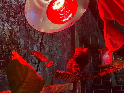 A small monkey is sitting on a branch in an aviary. A petting zoo. The lamp is glowing red. The monkey is eating.