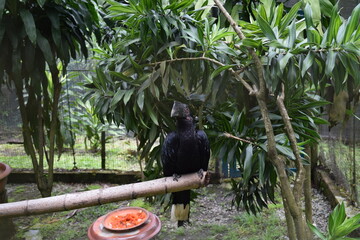 Black hornbill Anthracoceros malayanus perched on bamboo branch by lush green trees at KL Bird Park, exotic tropical bird full body view in Malaysia © Rubin