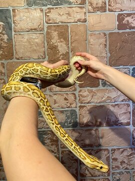 A yellow-green snake wrapped around a woman's hand. Stone background.