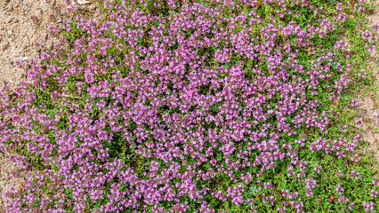 Fototapeta premium Purple thyme flowers cover the ground in a garden 
