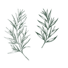 Obraz premium Sprigs of rosemary officinalis, sketch. Vector illustration. Drawing of culinary and medicinal plants, isolated on a white background