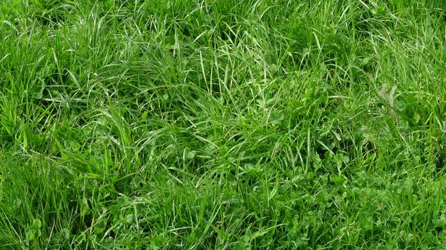 Green grass mixed with clover leaves swaying in the wind, with bright sunlight emerging from clouds to illuminate the lawn