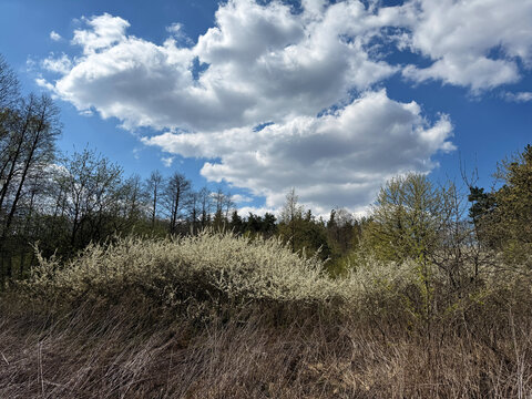 Spring countryside landscape with blooming white bushes, dry grass, forest trees, and dramatic fluffy clouds in a bright blue sky. Peaceful natural scenery with seasonal atmosphere and copy space.