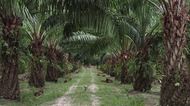 Oil palm plantation with harvested oil palm fruit on the ground.