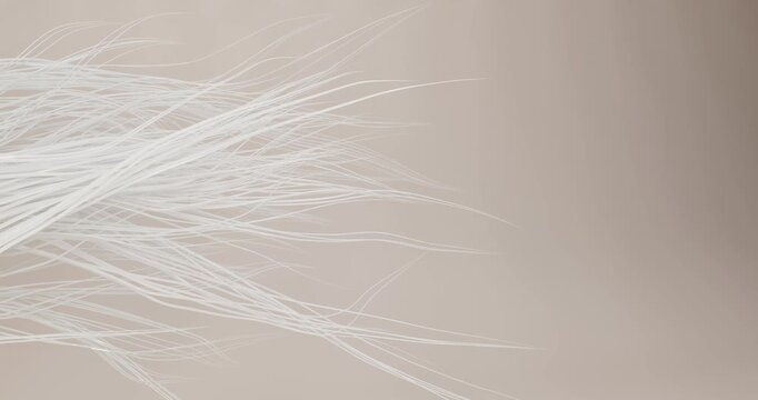 3d animation of dynamic growth and movement to the right of white, thin fibers, threads. The fine hairs of cotton and wool thin out and bend gently. The frame symbolizes natural growth, purity, softne