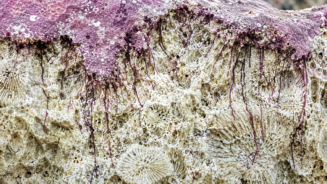 Detailed macro image of rhizoid penetration into coral limestone by encrusting coralline algae, fascinating close up of natural texture and marine biology