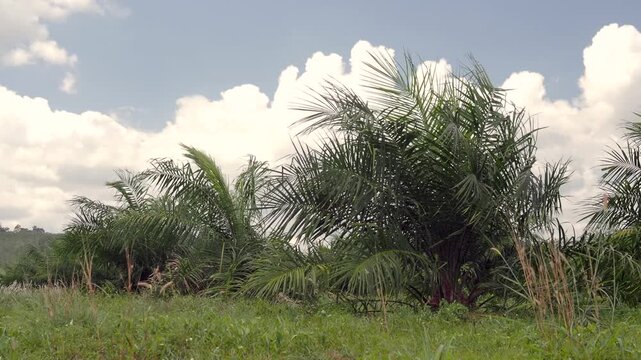 Oil palm plantation consisting of rows of young or immature trees with weeds and grass.