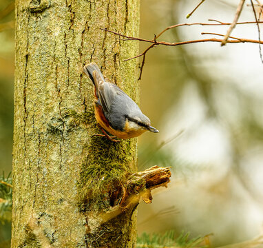 Eurasian or wood nuthatch (Sitta europaea) bird