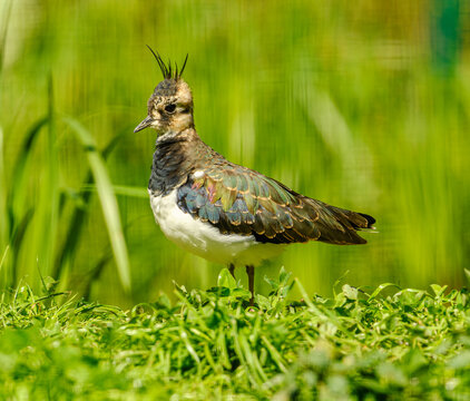 northern lapwing (Vanellus vanellus) in grass