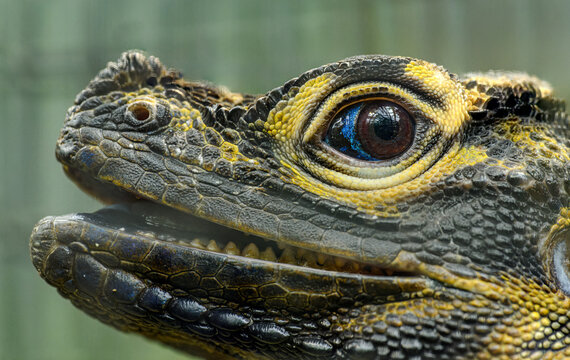 Philippine sailfin dragon lizard (Hydrosaurus pustulatus) head detail