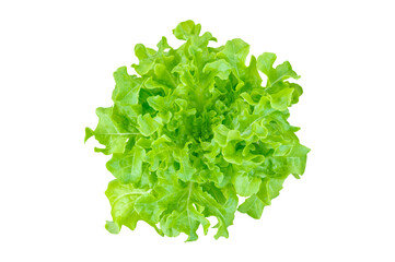 Obraz premium Fresh Green Oak Lettuce Isolated on White Background, Organic Salad Vegetable Cut Out for Healthy Menu Design