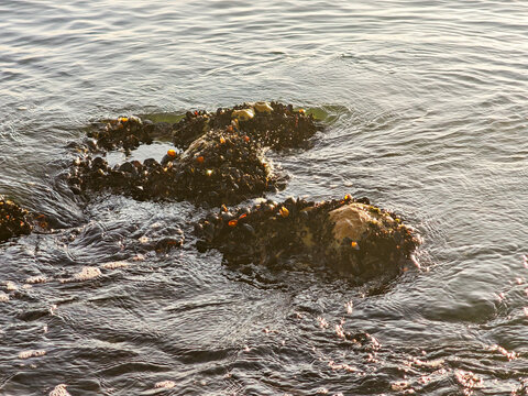 Wild Mussels Clustered on Coastal Rocks, Tidal Seashore Marine Life, Shellfish Habitat