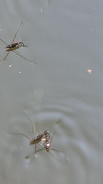Water insects swimming in a lake surface