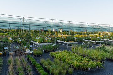 Neatly arranged trays hold a variety of shrubs and herbs. A nursery for growing trees, shrubs, and saplings for sale © VK
