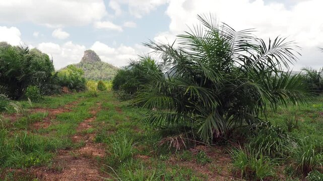 Oil palm plantation consisting of rows of young or immature trees with weeds and grass.