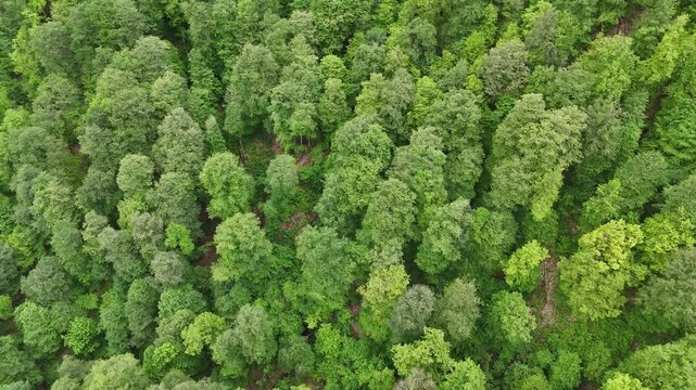 4K UHD Top Down Drone View of Dense Green Forest Canopy in Mountain Wilderness.