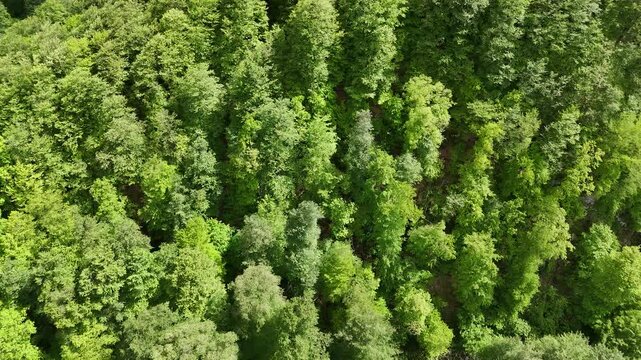 4K UHD Top Down Drone View of Dense Green Forest Canopy in Mountain Wilderness.