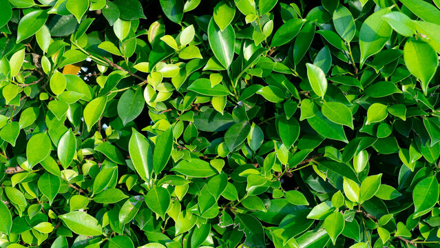 Dense full-frame texture composed entirely of lush green banyan tree leaves. The compact foliage creates a rich pattern of organic shapes ights and subtle shadows.