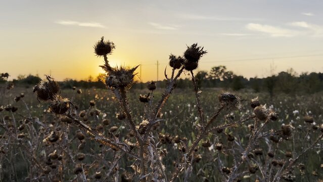 Close up view of dry spiky plants with beautiful sunset at background. Warm morning light illuminates withered stems creating calm and natural scene. The scene captures quiet and solitude