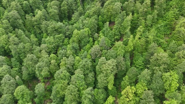 4K UHD Top Down Drone View of Dense Green Forest Canopy in Mountain Wilderness.