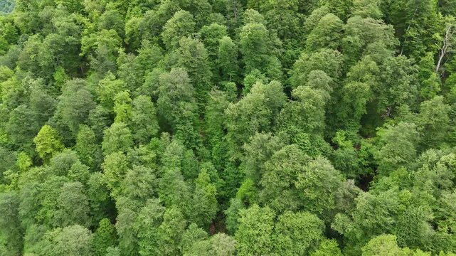 4K UHD Top Down Drone View of Dense Green Forest Canopy in Mountain Wilderness.