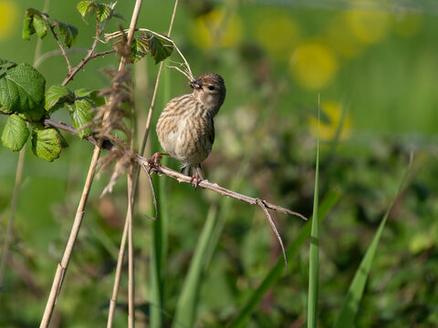 Linnet, Linaria cannabina
