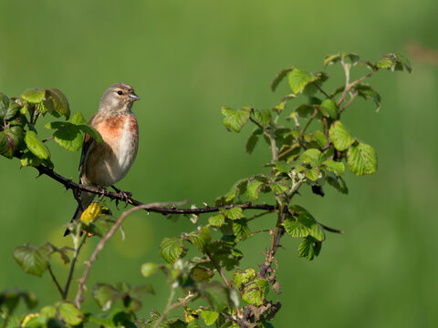Linnet, Linaria cannabina