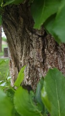 Fototapeta premium Close-up view of tree bark with green leaves surrounding it in a park during daytime