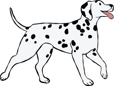 Adorable Dalmatian dog illustration walking with tongue out. ideal for stickers or graphic elements