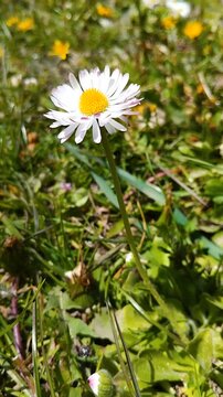 Single daisy flower blooming in a green grass field, Beautiful white lawn daisy in the bright sunlight.