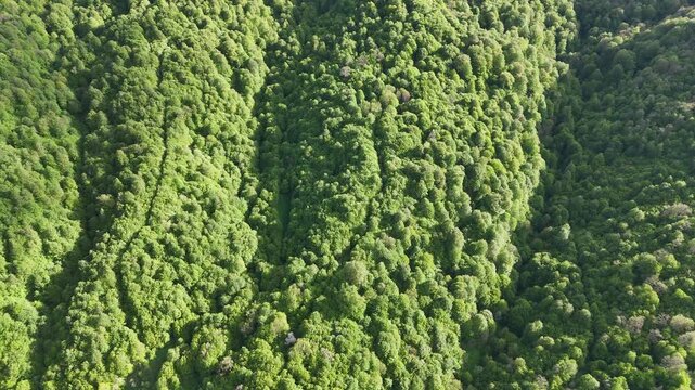 4K UHD Top Down Drone View of Dense Green Forest Canopy in Mountain Wilderness.