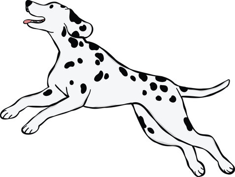 Dalmatian dog illustration in a jumping pose. ideal for stickers or graphic elements