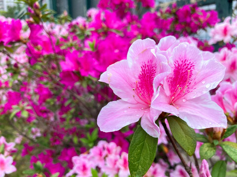 Close up of Pink Azalea Blooming, with bush of azalea in the background