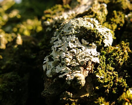 Detailed macro shot of foliose lichen growing on green mossy tree bark 