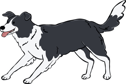 Adorable Border Collie dog illustration standing alert and attentive. ideal for stickers, elements and creative design projects
