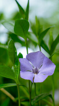 Single lesser periwinkle blossom glowing softly against lush green undergrowth
