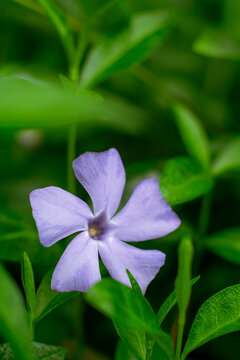 Apocynaceae wildflower with pinwheel-shaped corolla in shaded woodland setting