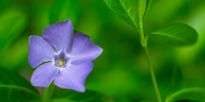 Delicate lavender Vinca blossom with dark eye center in natural light