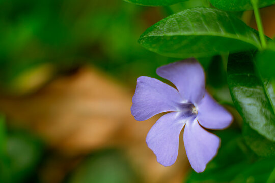 Lesser periwinkle in full bloom surrounded by narrow opposite green leaves