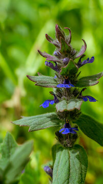 Ajuga reptans inflorescence with blue lamiaceae flowers and purple-tinged bracts 