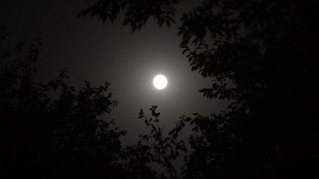 Full moon and black tree branches at windy night. Moonlight in forest. Dark halloween concept