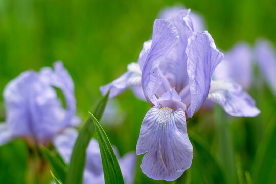 Elegant beardless iris in bloom with translucent petals in natural garden light