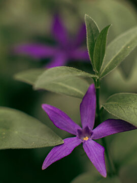 Single purple periwinkle blossom with narrow pointed petals