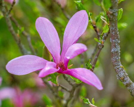 Large pink-violet magnolia tepals catching light against soft green background