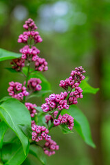 Obraz premium Fresh lilac clusters showing vibrant multishade buds among bright green leaves