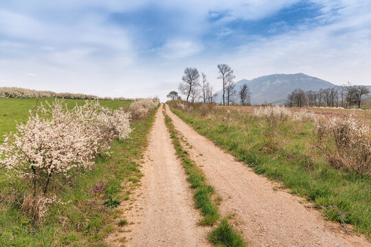 Serbia's Rtanj Mountain rising above a rural landscape with a dirt road, blooming trees, and fields under a cloudy spring sky